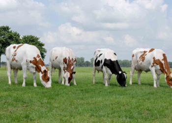 Nuevo alimento reduce flatulencias y aumenta rendimientos en las vacas