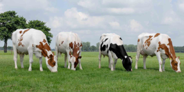 Nuevo alimento reduce flatulencias y aumenta rendimientos en las vacas