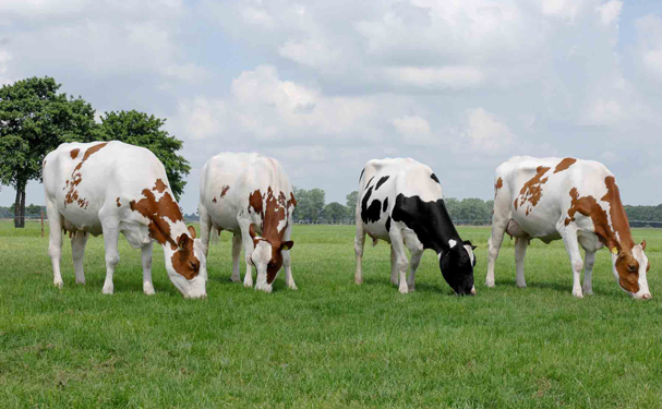 Nuevo alimento reduce flatulencias y aumenta rendimientos en las vacas