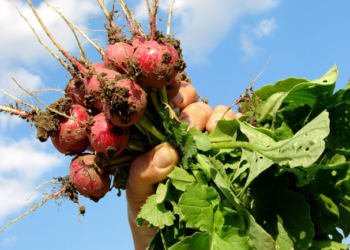 Ocupa México 4º lugar mundial en producción de orgánicos