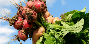 Ocupa México 4º lugar mundial en producción de orgánicos