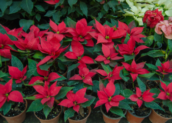 Pequeños productores garantizan abasto de flor de nochebuena