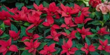 Pequeños productores garantizan abasto de flor de nochebuena