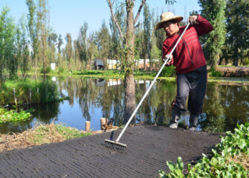 Prevalece tecnología prehispánica con el cultivo en chinampas