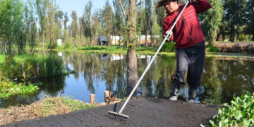 Prevalece tecnología prehispánica con el cultivo en chinampas
