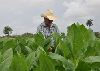 Advierten efectos adversos del tabaco también para quien lo cultiva