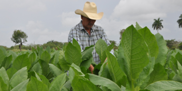 Advierten efectos adversos del tabaco también para quien lo cultiva
