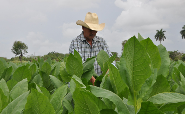 Advierten efectos adversos del tabaco también para quien lo cultiva