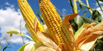 Anuncian incentivos a la producción de granos en la región centro – bajío