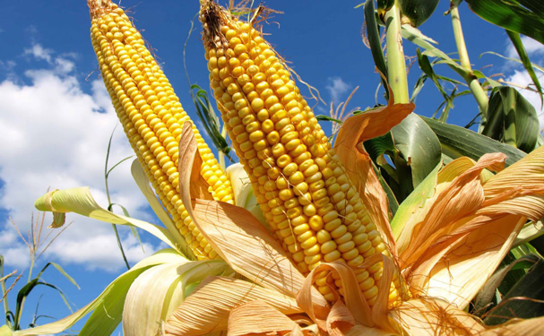 Anuncian incentivos a la producción de granos en la región centro – bajío