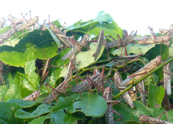 Avanza control de plaga de langosta en 10 estados de la República Mexicana