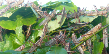 Avanza control de plaga de langosta en 10 estados de la República Mexicana