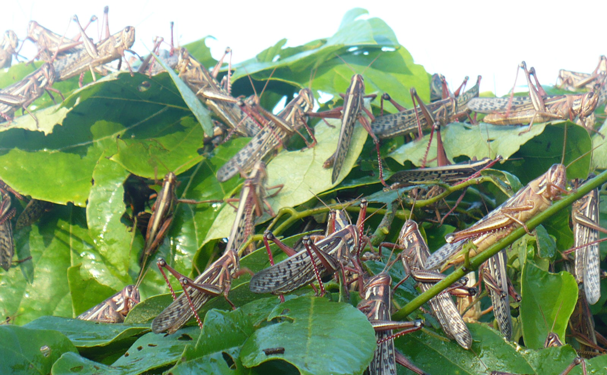 Avanza control de plaga de langosta en 10 estados de la República Mexicana