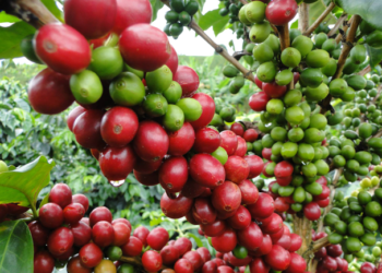 Cambio climático: amenaza para el cultivo de café