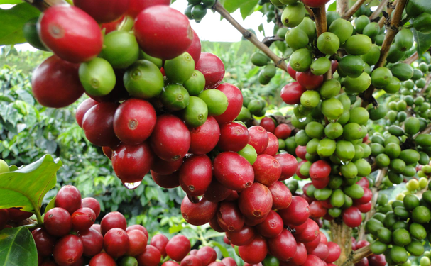 Cambio climático: amenaza para el cultivo de café