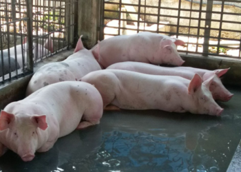 Campesinos denuncian contaminación por granja porcina