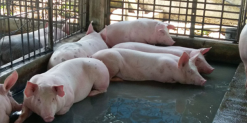 Campesinos denuncian contaminación por granja porcina