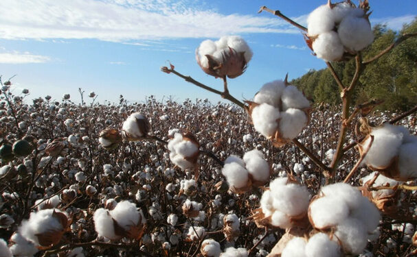 Chihuahua y BC son declarados zona libre del picudo del algodonero