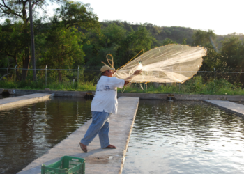 Conapesca propone crear consejos estatales de pesca y acuacultura