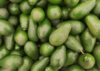 El primer trimestre de 2019, ideal para promocionar el aguacate ecológico