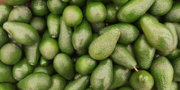 El primer trimestre de 2019, ideal para promocionar el aguacate ecológico