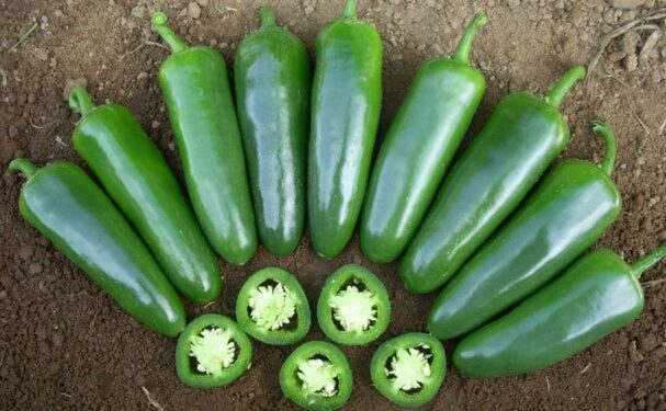 Emprender con jalapeños orgánicos