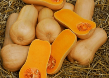 Empresa ecológica impulsa proyecto de calabaza colombiana