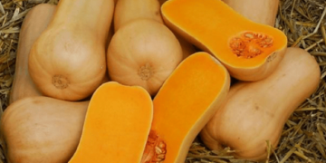 Empresa ecológica impulsa proyecto de calabaza colombiana