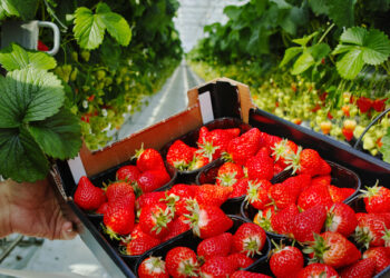 Merchandising: estrategia de branding e imagen del producto