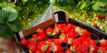 Merchandising: estrategia de branding e imagen del producto