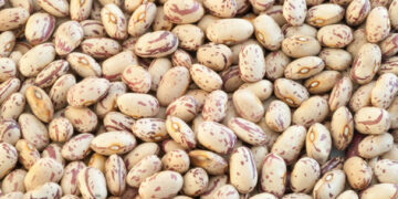 En busca de frijol resistente a sequías