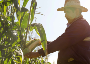 Gobierno federal crea organismo de seguridad alimentaria
