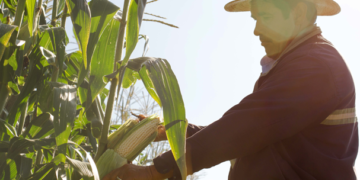 Gobierno federal crea organismo de seguridad alimentaria