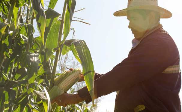 Gobierno federal crea organismo de seguridad alimentaria