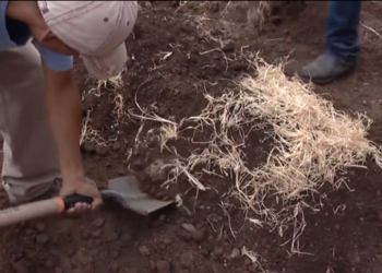 Impulsa el Inifap recuperación y protección de suelos agrícolas