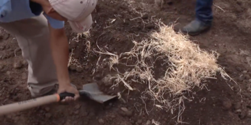 Impulsa el Inifap recuperación y protección de suelos agrícolas