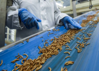 Ingenieros diseñan granja de insectos para tratamiento de residuos