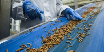 Ingenieros diseñan granja de insectos para tratamiento de residuos