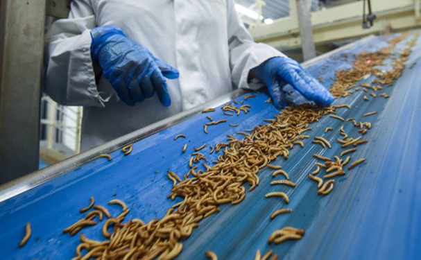 Ingenieros diseñan granja de insectos para tratamiento de residuos