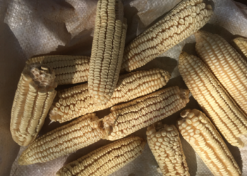 Investigadoras crean plástico a base de almidón de maíz y cartón