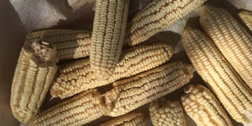 Investigadoras crean plástico a base de almidón de maíz y cartón