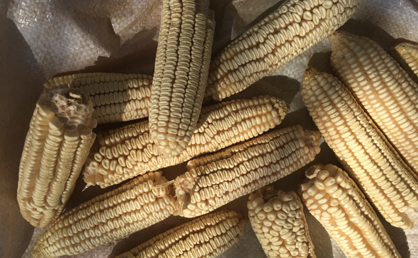 Investigadoras crean plástico a base de almidón de maíz y cartón