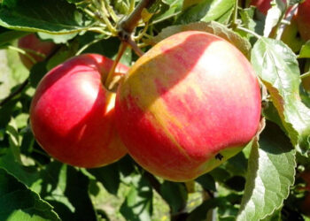 Italia es líder europeo en agricultura orgánica