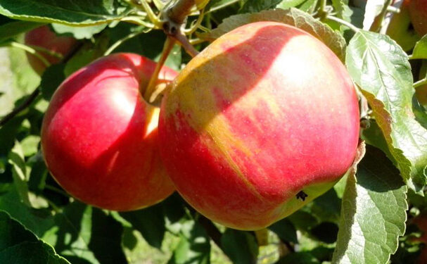 Italia es líder europeo en agricultura orgánica