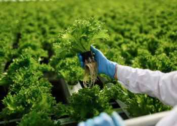 Abonos orgánicos: beneficios, tipos y contenidos nutrimentales