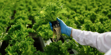 Abonos orgánicos: beneficios, tipos y contenidos nutrimentales