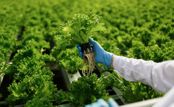 Abonos orgánicos: beneficios, tipos y contenidos nutrimentales