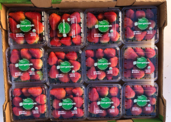Marca de fresas orgánicas incrementa producción en Baja California