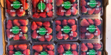 Marca de fresas orgánicas incrementa producción en Baja California