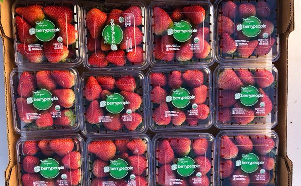 Marca de fresas orgánicas incrementa producción en Baja California